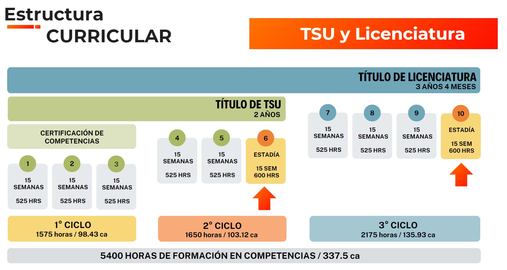 Estructura curricular